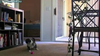 Пугливый кот - смотреть видео (1:59)