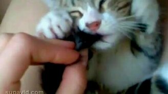 Вкусный хвостик - смотреть видео (0:56)