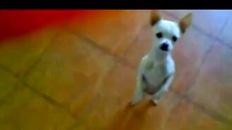 Ламбада по-собачьи - смотреть видео (0:51)