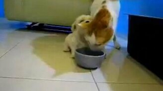 Маленький кусачка - смотреть видео (0:34)