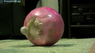 Котёнок в шаре - смотреть видео (2:49)