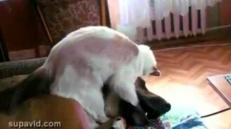 Кошка заигрывает с овчаркой - смотреть видео (1:46)