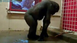 Горилла танцует брейк - смотреть видео (0:40)