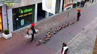 Гусиный парад - смотреть видео (0:17)