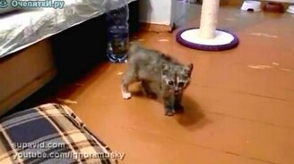 Храбрый котёнок - смотреть видео (1:06)