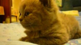 Мгновенно отрубился - смотреть видео (0:29)