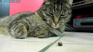 Совсем обленилась - смотреть видео (1:05)