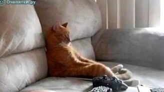 Кот за просмотром телевизора - смотреть видео (1:00)