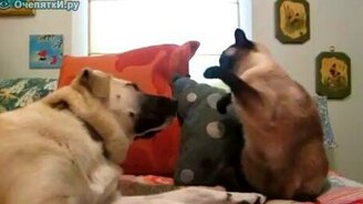 Бокс по-кошачьи - смотреть видео (0:37)