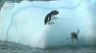 Пингвины на айсберге - смотреть видео (1:27)