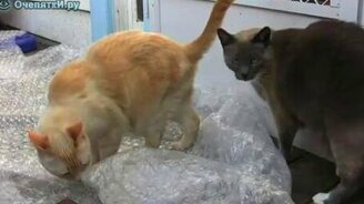 Минное поле для кошек - смотреть видео (1:05)