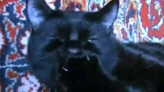 Кот сосёт лапу - смотреть видео (0:58)