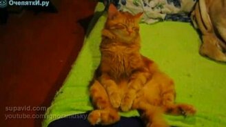 Сонный котяра - смотреть видео (1:21)