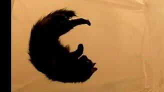 Кот в невесомости - смотреть видео (0:38)