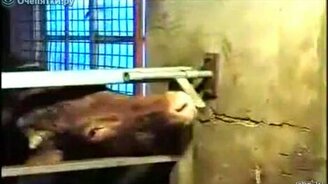 Умная тёлочка - смотреть видео (0:16)