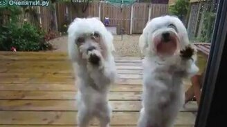 Танцы за стеклом - смотреть видео (0:30)