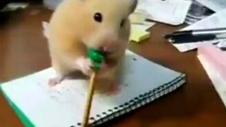 Хомяк и карандаш - смотреть видео (0:28)