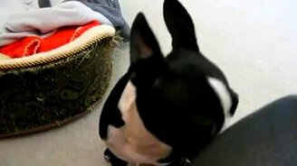 Плачущий бульдог - смотреть видео (0:33)