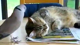 Голубь будит кота - смотреть видео (1:26)