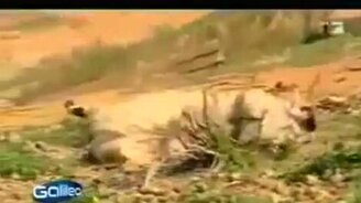 Козлиный обморок - смотреть видео (1:40)