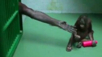 Детёныш познаёт мир - смотреть видео (2:31)