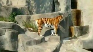 Нападение на тигра - смотреть видео (0:32)