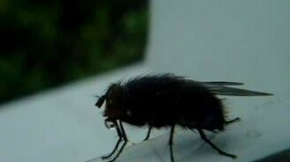 Муха надувает пузыри - смотреть видео (2:07)