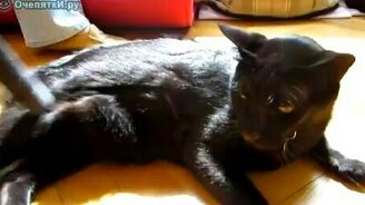 Глухой кот? - смотреть видео (1:17)