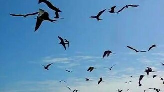 Расчётливые чайки - смотреть видео (1:21)