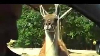 Ужастик про ламу - смотреть видео (0:56)