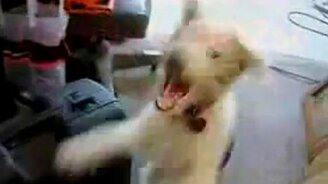 Гелевый собачий голосок - смотреть видео (1:57)