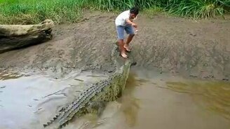 Кормление крокодила с рук - смотреть видео (1:40)