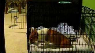 Бежим вместе! - смотреть видео (0:56)