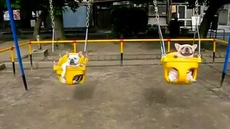 Бульдоги на качелях - смотреть видео (1:19)