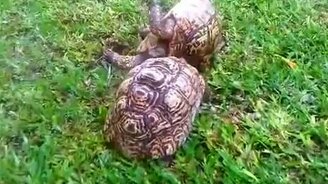 Друг спас друга - смотреть видео (1:39)