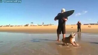 Бульдог-серфингист - смотреть видео (2:26)