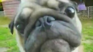 Показал своё лицо - смотреть видео (0:08)