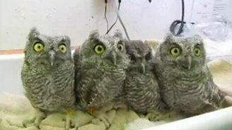 Игрушечные совята - смотреть видео (0:39)