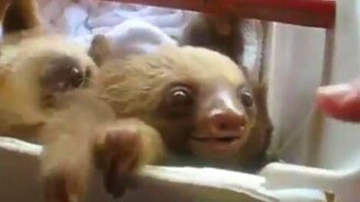 Маленький ленивец - смотреть видео (1:06)