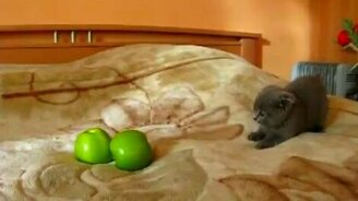 Котёнок против двух зелёных чудищ - смотреть видео (1:53)