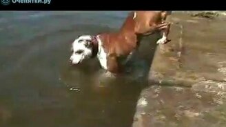 Собака-мазохистка - смотреть видео (1:13)