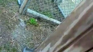 Радостная лисичка - смотреть видео (1:34)