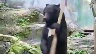 Кунг-фу медведь - смотреть видео (1:29)