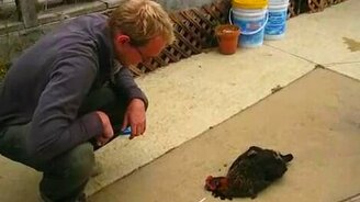 Куриный гипноз - смотреть видео (1:01)