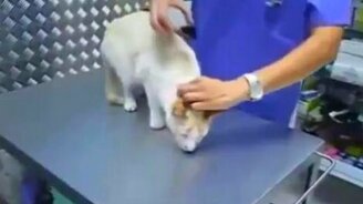 Поставь кота на паузу! - смотреть видео (0:33)