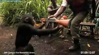 Обезьяна террорист - смотреть видео (0:42)