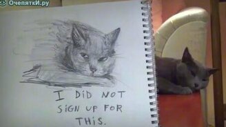 Кошачий портрет - смотреть видео (1:10)