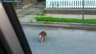 Выручил енота - смотреть видео (0:46)