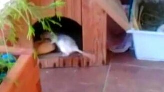 Крыса обдурила кролика - смотреть видео (0:25)