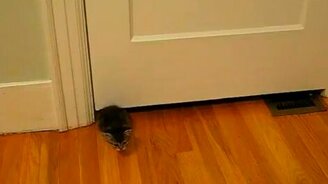 Домашний лазутчик - смотреть видео (0:05)